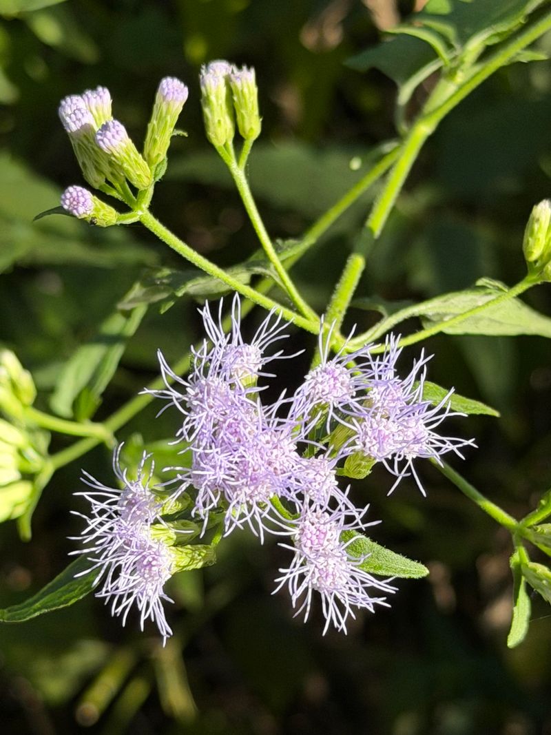 Blue Mistflower Fills Beds With Soft Blue Color
