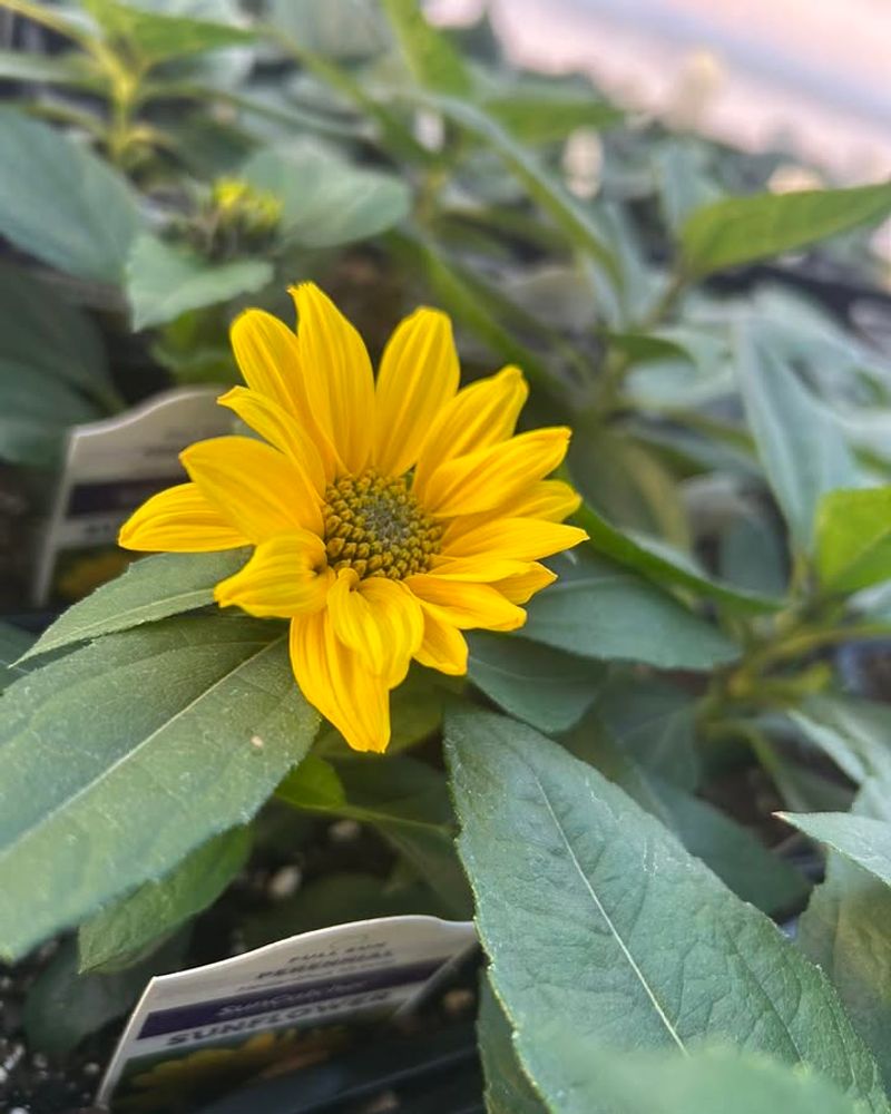 Beach Sunflower Spills Over Pots With Florida Sunshine