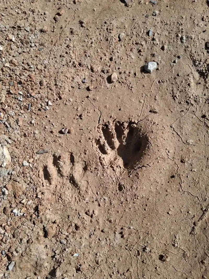 Small Hand Shaped Tracks Near Soil Or Mud