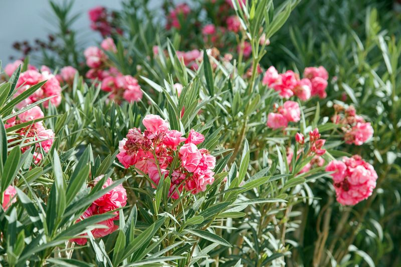 Oleander Raises Concerns