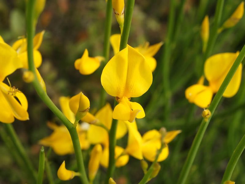 Spanish Broom