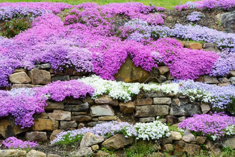 Creeping Thyme