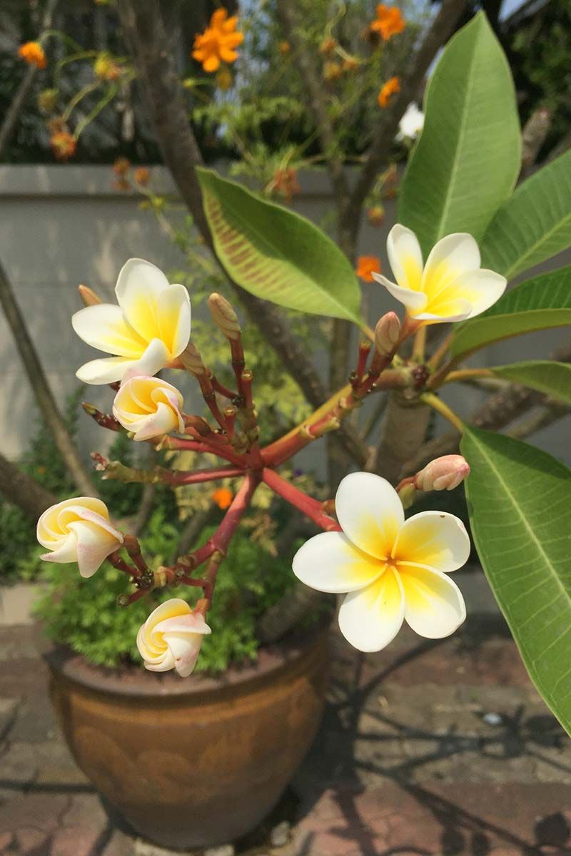 Dwarf Plumeria Varieties Handle Heat Better In Containers