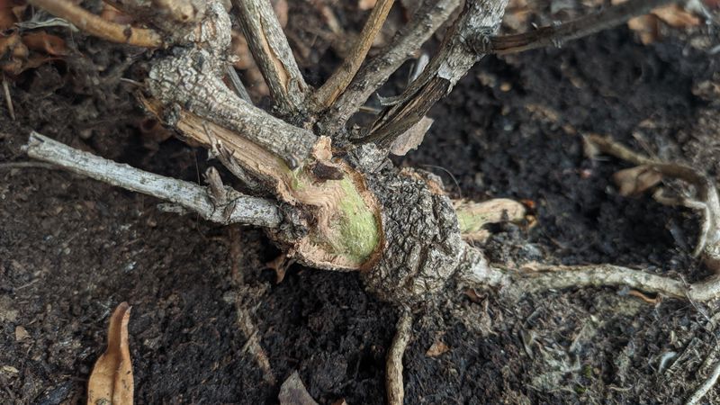 Roots Often Remain Viable Even When Top Growth Looks Lost