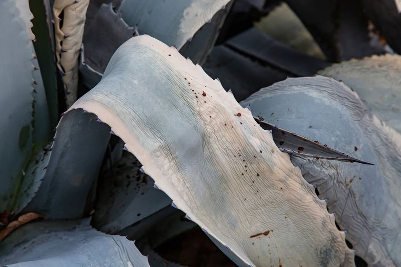 Root Systems Often Survive Even When Top Growth Looks Lost