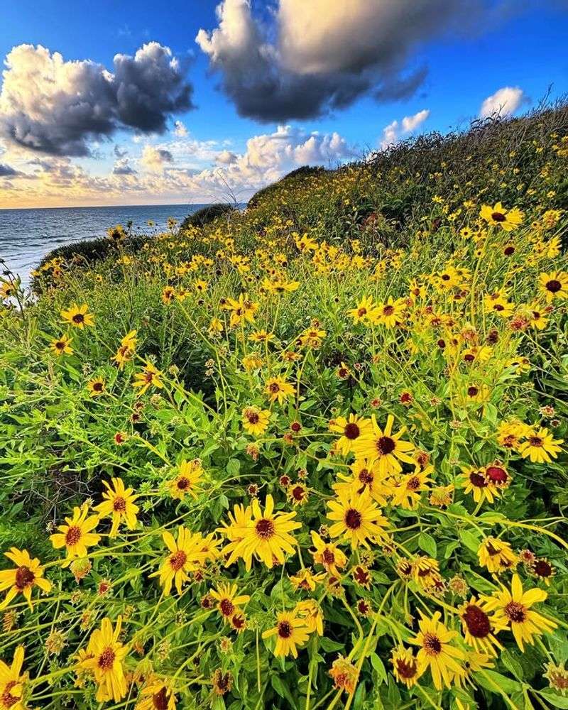 Beach Sunflower