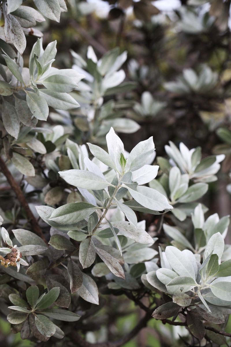 Silver Buttonwood Bringing Soft Texture And Height