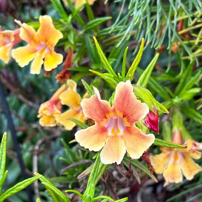 Sticky Monkeyflower