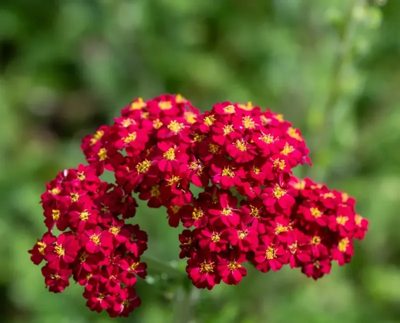 Yarrow