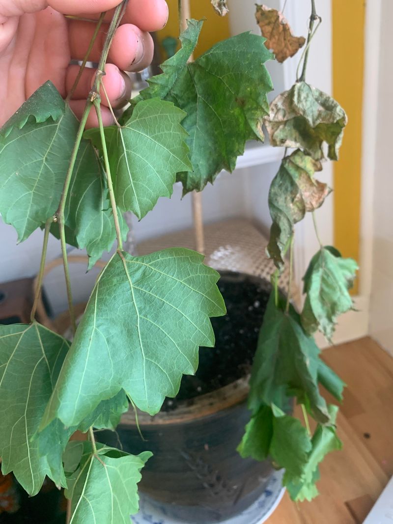 Damaged Shoots Turn Dark And Wilt Quickly