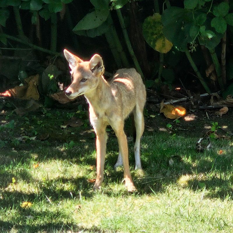 Running Can Trigger A Chase Response