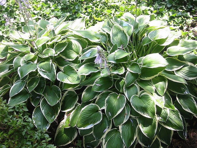 Hosta