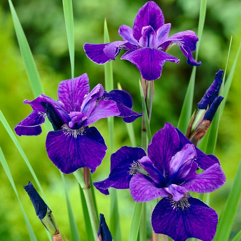 Siberian Iris (Iris sibirica)