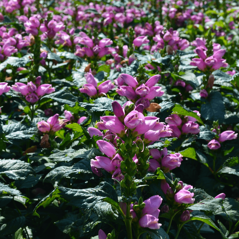 Turtlehead Thrives In Moist Soil With Unique Pink Blooms