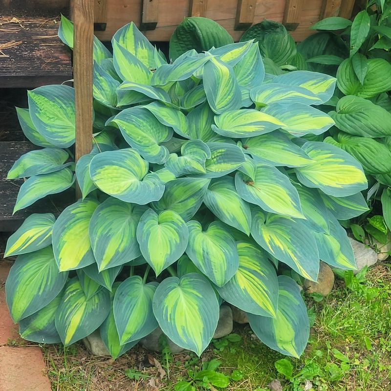 Hosta For A Full And Intentional Shade Border