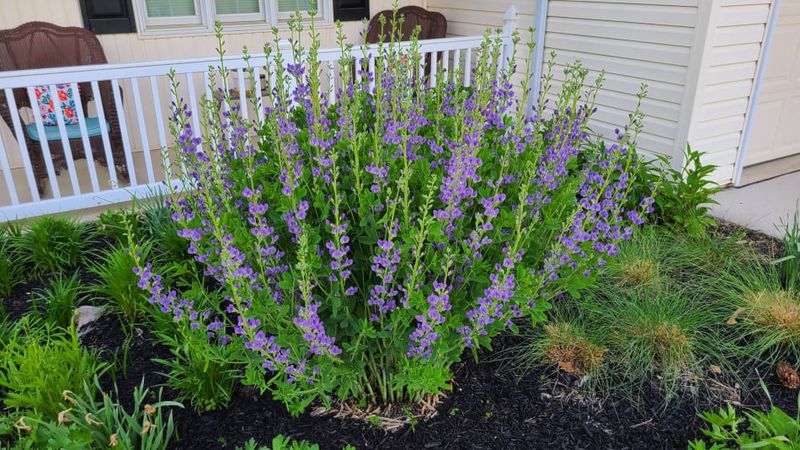 Baptisia Grows Into A Naturally Structured Shrub Like Form
