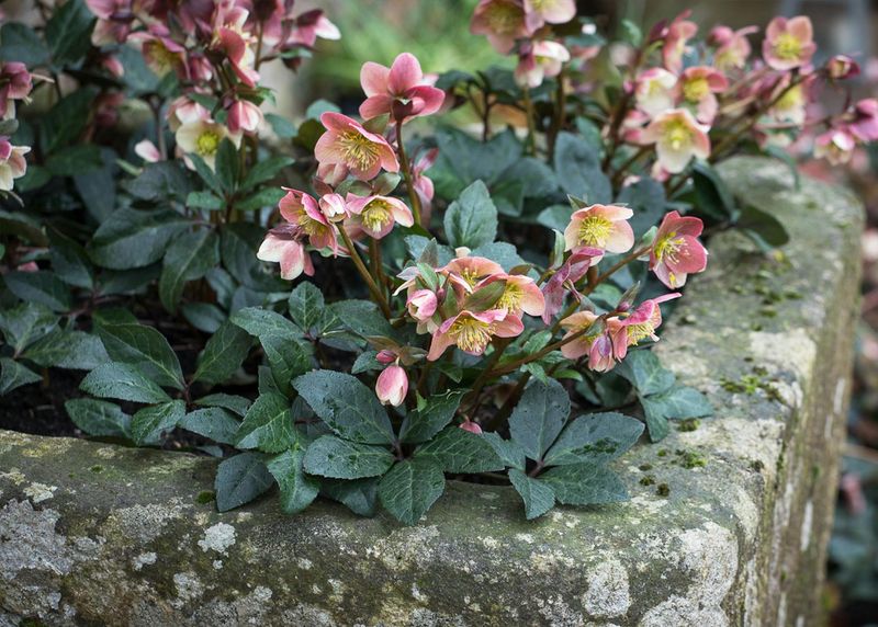 Hellebores Stay Clean Even In Tough Spots