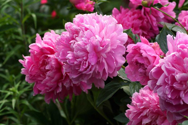 Peonies (Paeonia Spp.)