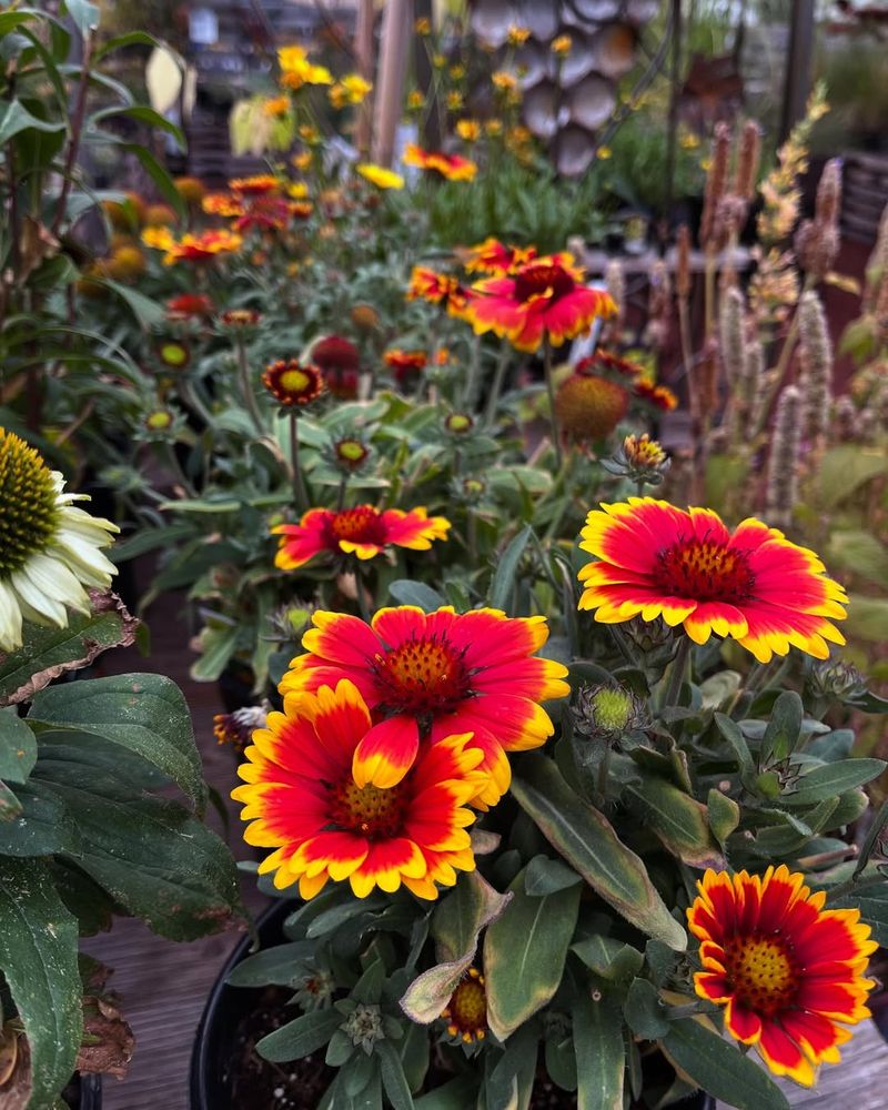 Blanket Flower Blooms Reliably In Heat With Very Little Water