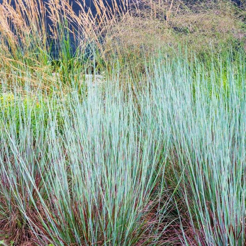 Ornamental Grasses (Cool-Season Types)