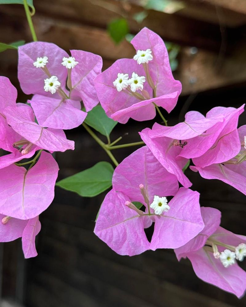Bougainvillea Failing In Cool, Damp Weather