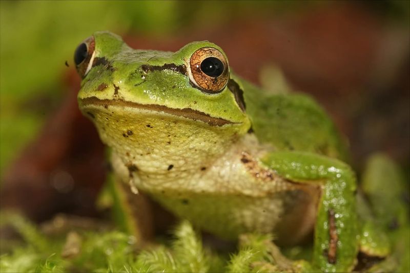 Logs And Undisturbed Areas Shelter Amphibians And Small Creatures