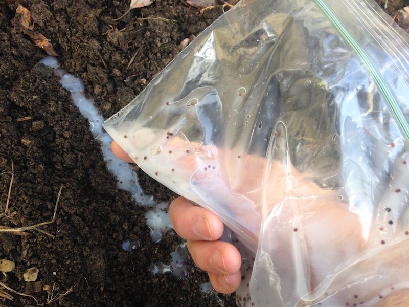 Seed Gel Is Usually Made From Cornstarch And Water