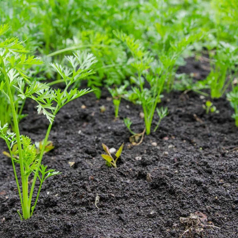 The Gel Helps Protect Seeds From Washing Away In Heavy Rain