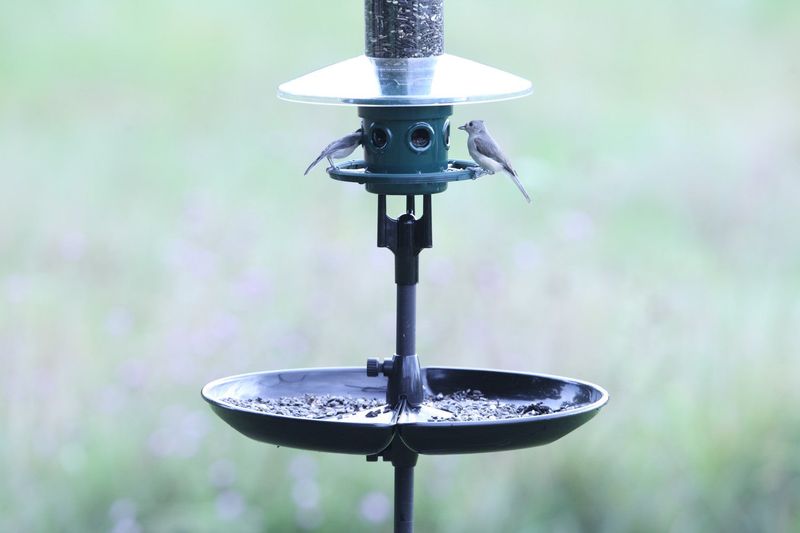 Simple Feeder Changes Can Reduce The Risk Significantly