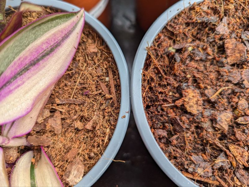 Letting Soil Dry Out Slightly Can Break The Life Cycle