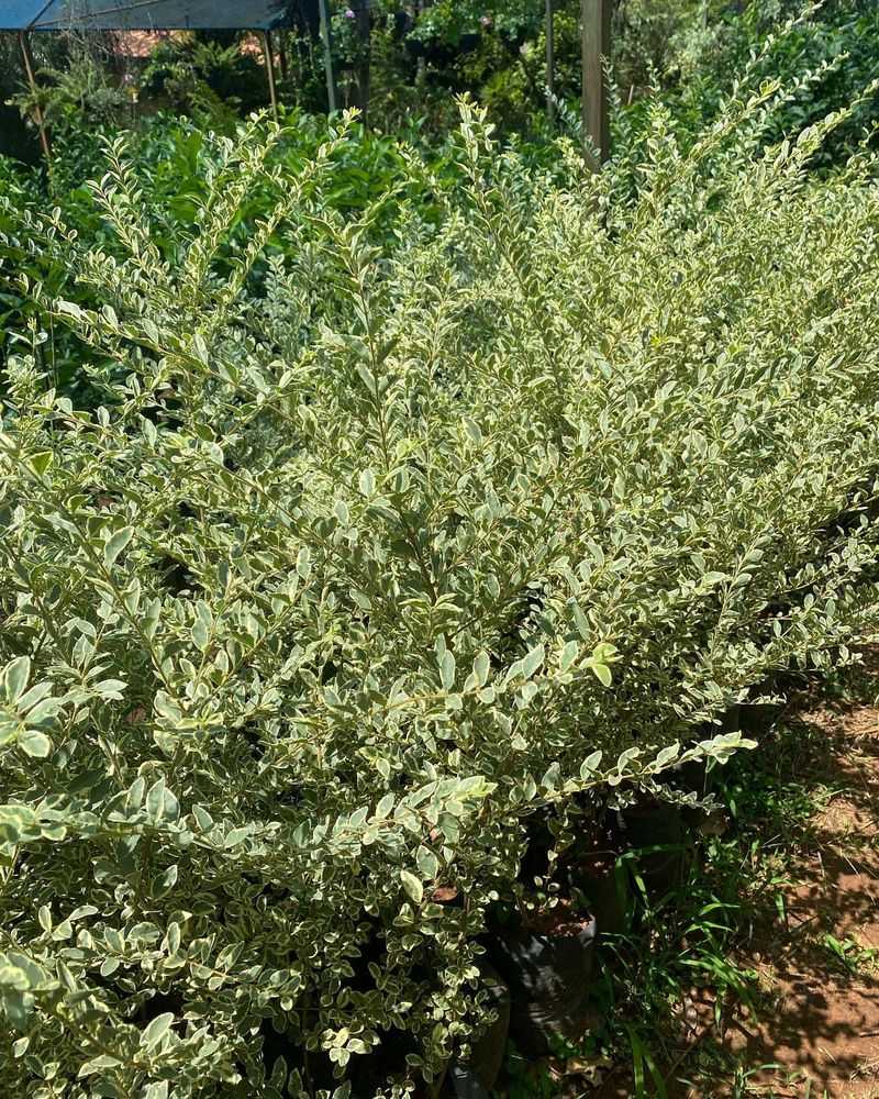 Native Shrubs Provide Better Long Term Results