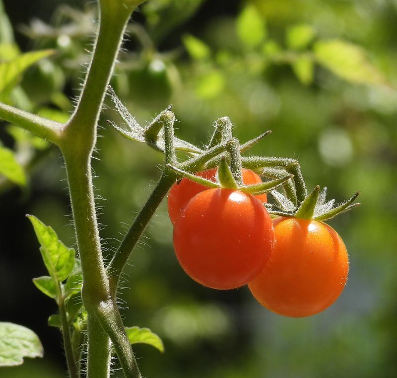 Tomatoes (Solanum lycopersicum)