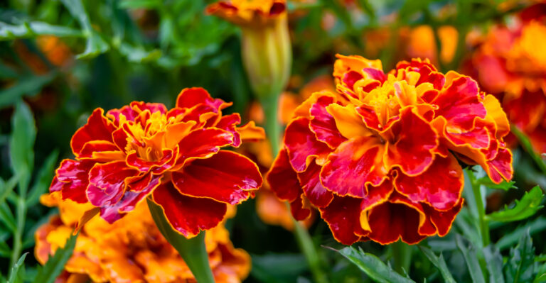 marigolds