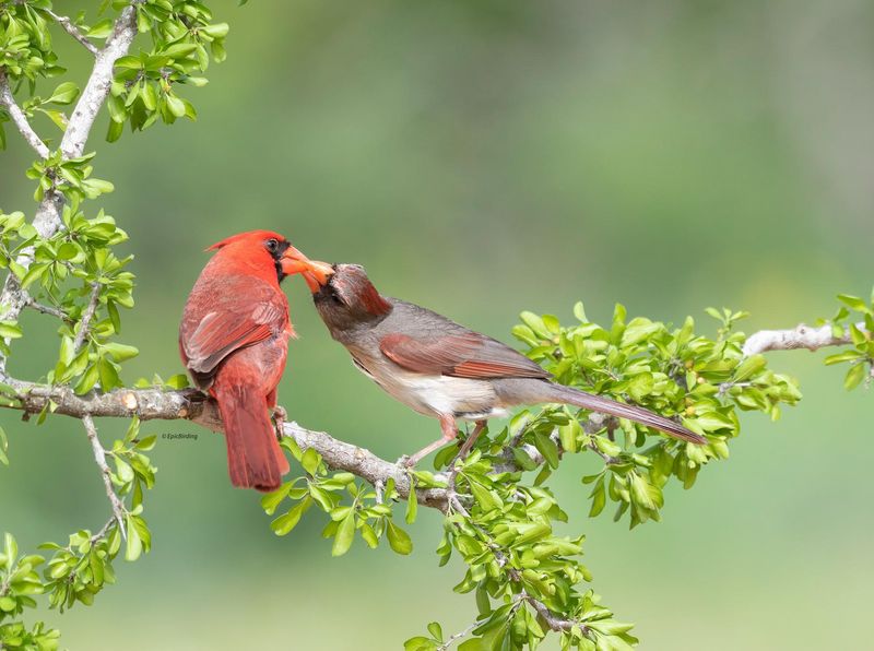 A Reflection Of Loyalty And Strong Pair Bonds
