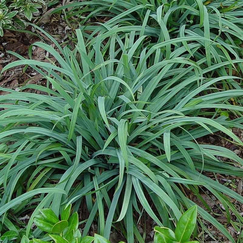 Blue Wood Sedge Handles Shade Like A Pro