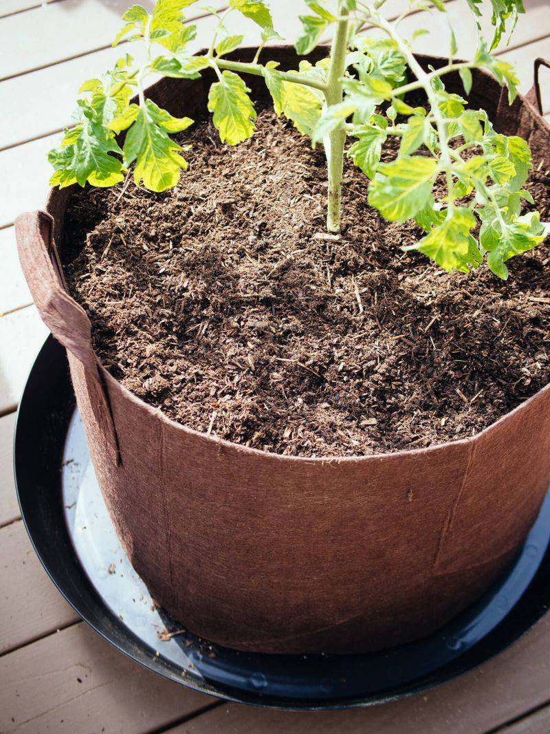Use A High-Quality Potting Mix, Not Garden Soil