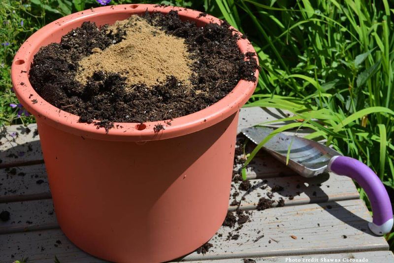 Using The Right Soil Mix For Healthy Root Growth