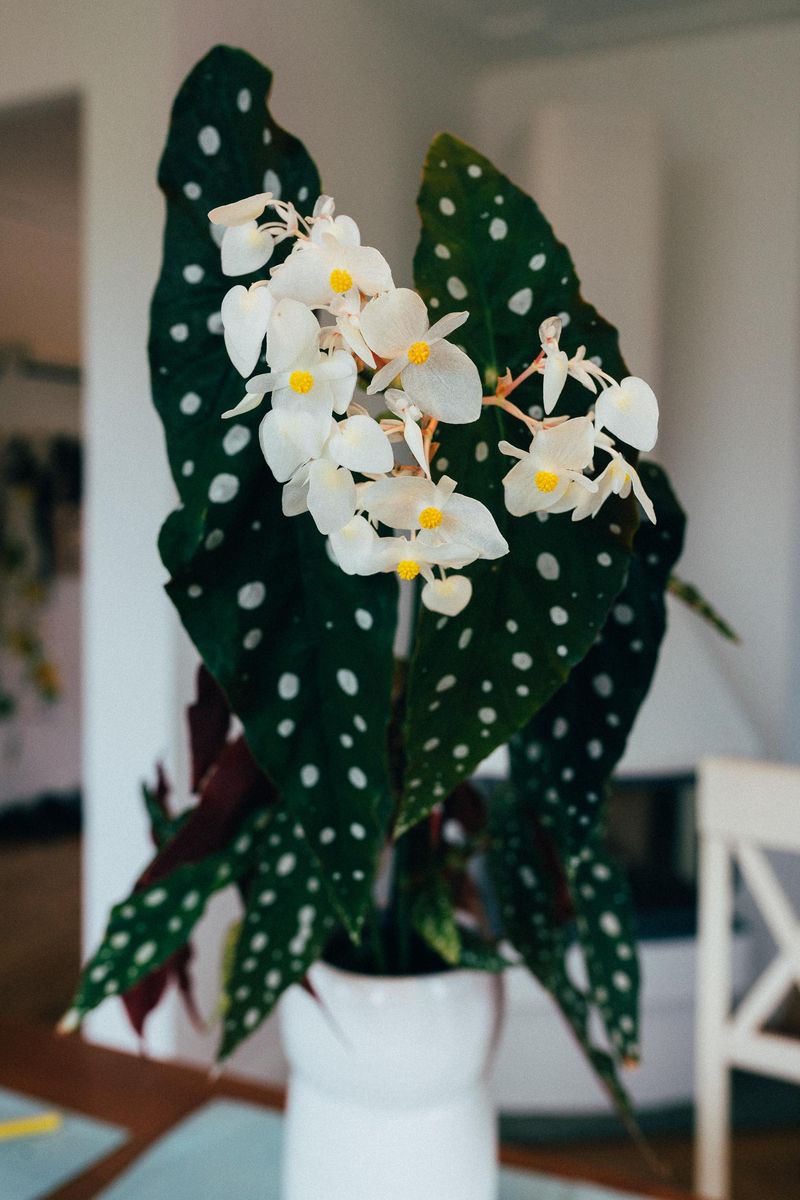 Managing Indoor Humidity During Michigan Winters