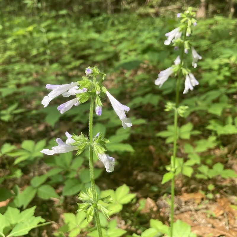 Lyreleaf Sage Expands Gradually And Flowers Early
