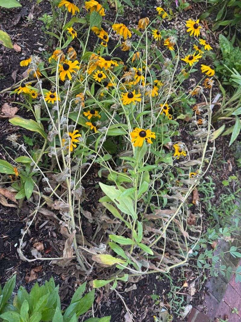 Ohio Gardeners Often Expect A Longer-Lived Clump