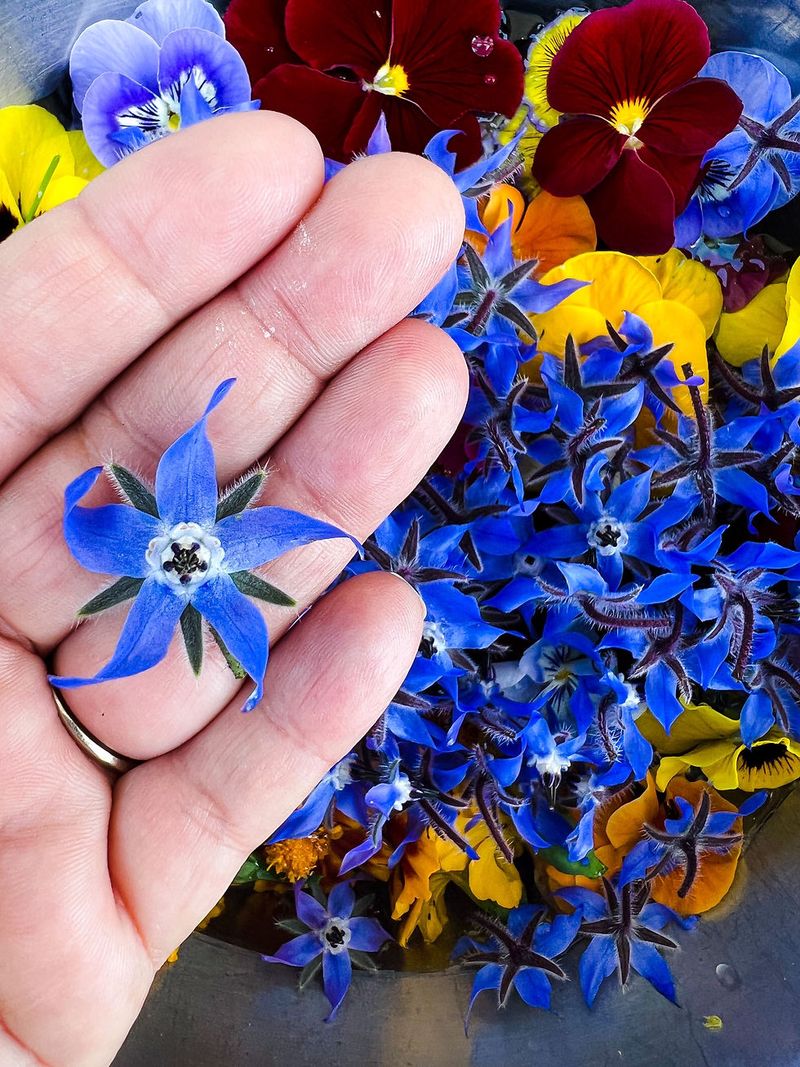 Edible Flowers And Leaves