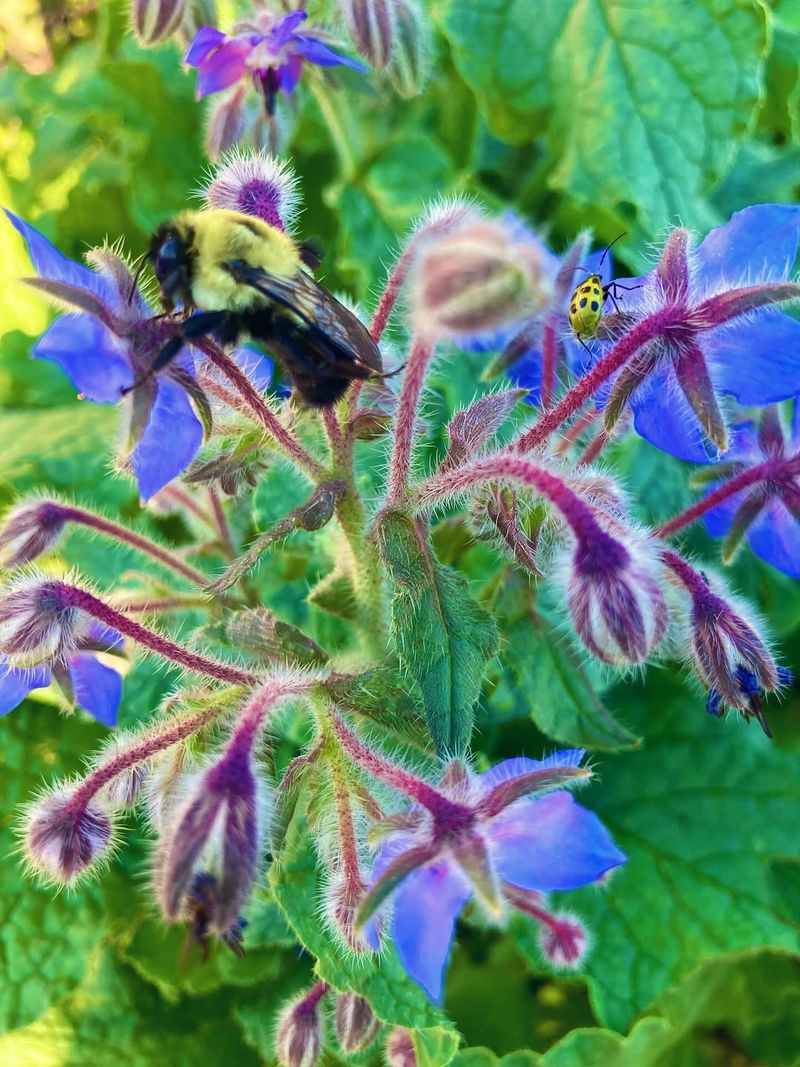 Adds A Relaxed Cottage Garden Look