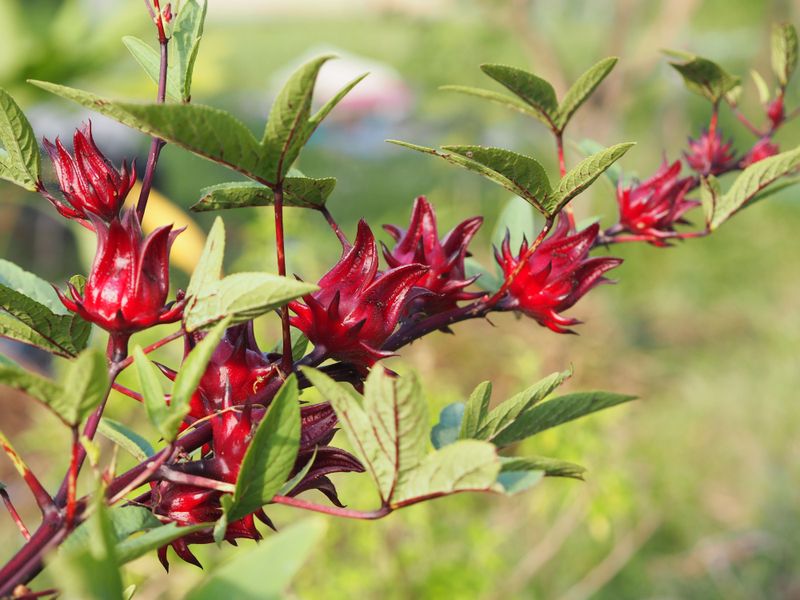 Roselle Adds A Tropical Harvest For Late Summer