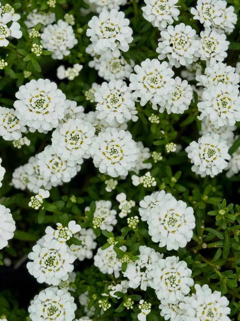 Candytuft