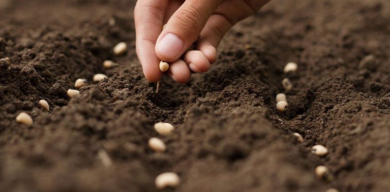 Faster Establishment In Warm Soil