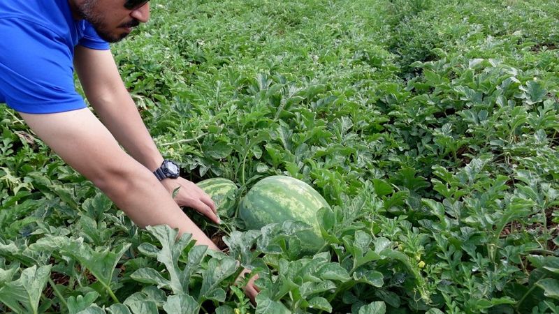 Crowded Vines Increase The Risk Of Rapid Disease Spread