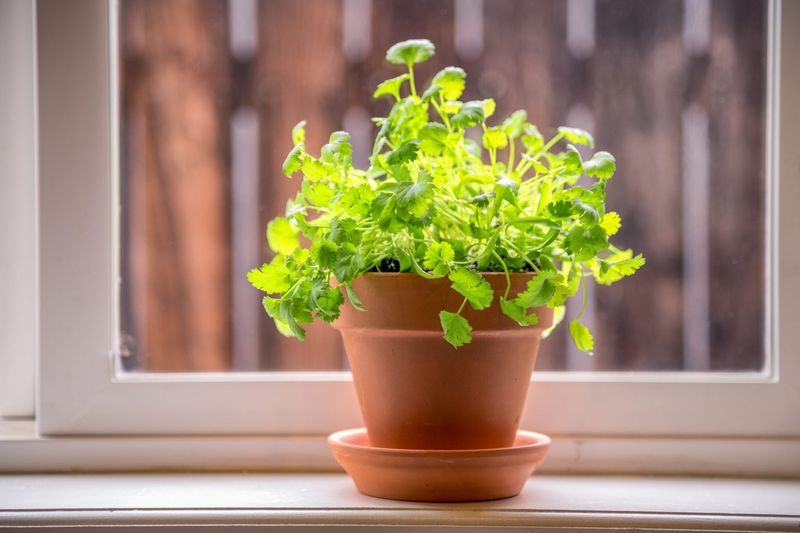 Give Cilantro Its Own Cool Season Container