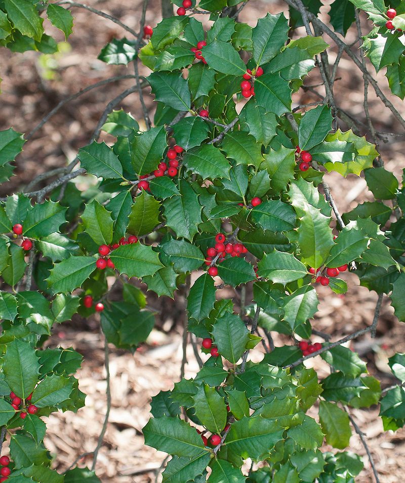 American Holly