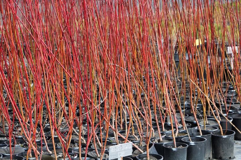 Red Osier Dogwood