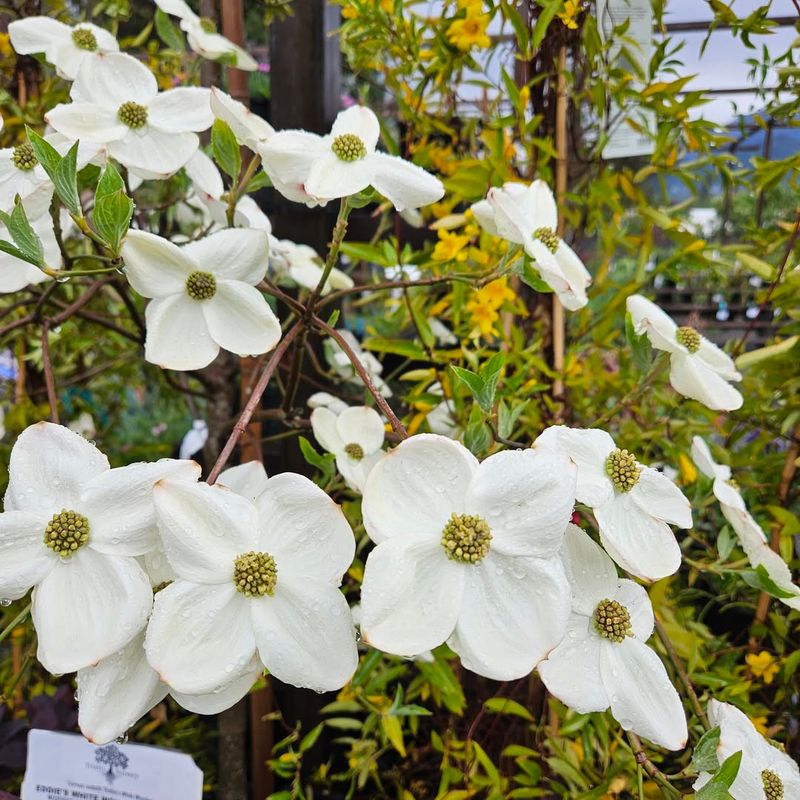 Flowering Dogwood 